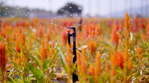 Automatic Sprinkler watering in cockscomb flower park, Sprinkler in park ,Garden irrigation system watering lawn
