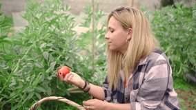 Side video of blonde woman smelling fresh collected tomatoes next to a basket