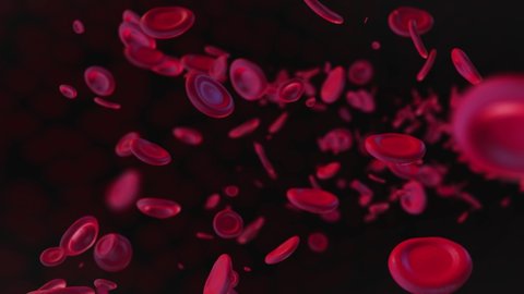 Animation erythrocytes. Red blood cells.  Erythrocytes moving around the body. Qualitative 3D form of red erythrocytes. 