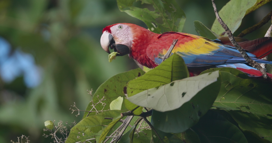 Scarlet macaw perched on branch in jungle, eating unripe fruits. Beautiful in nature, wildlife conservation | Shutterstock HD Video #1087013411