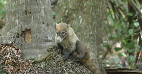 close view of a White-nosed Coati sniffing something in the tree stem, static shot