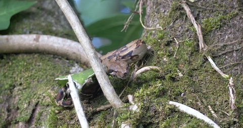 Boa constrictor imperator snake in alert position on tree trunks in rainforest