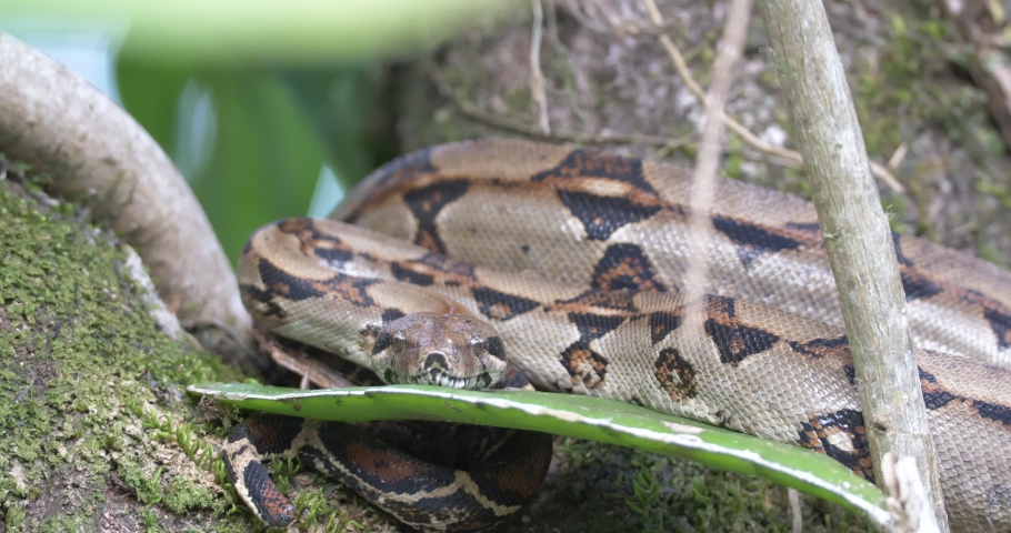 close view on a coiled and still Boa imperator snake, looking straight to camera