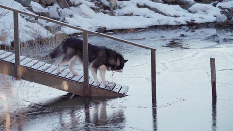 Alaskan Malamute On Wooden Stairs Looking In The Icy Water At Winter. - wide shot