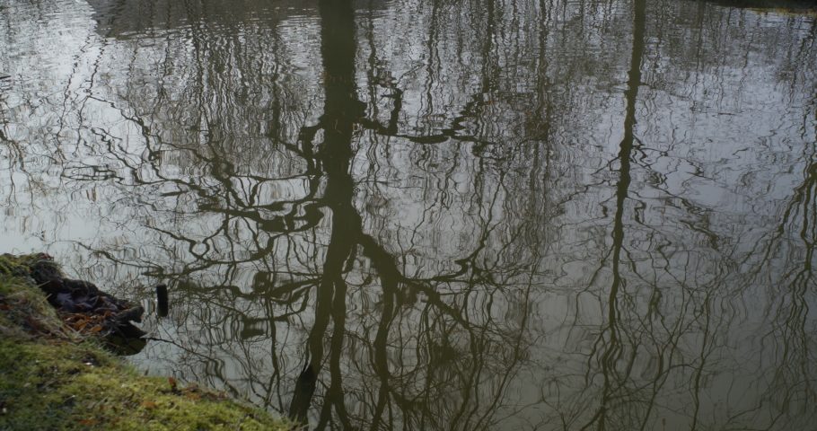 Wide shot of a small river with trees reflecting in the water. Camera moves to the left, tree moving into the foreground.