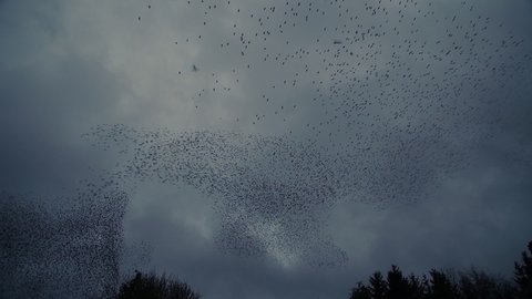 Starling murmuration making spiralling patterns againsting cloudy background