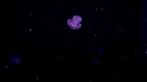 Moon Jellyfish In Translucent Color Floating With Small Particles In Water Isolated In Black Backdrop. wide, slow motion