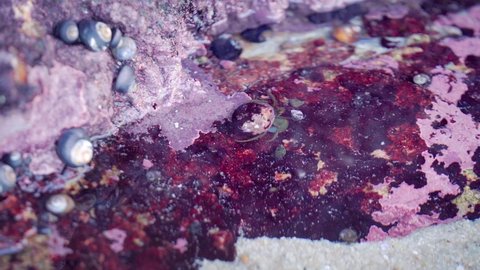 Hermit crabs and other small sea creatures trapped in a colorful red tidal pool