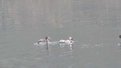 Great crested grebes catching in the Adda river, Trezzo, Lombardy, Italy