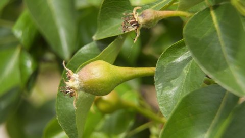 Unripe pear fruit on a tree branch. Natural spring background