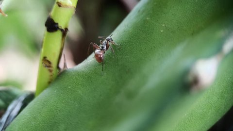 An ant walking on a leaf