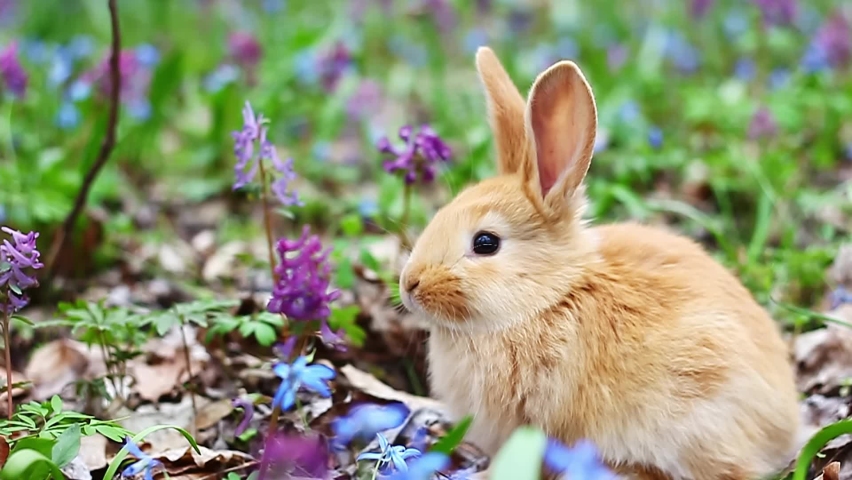 a small easter red fluffy rabbit with cute ears, sits on a flowery spring forest glade with blue flowers and green grass, slow motion, soft focus. Easter Bunny Royalty-Free Stock Footage #1087018256