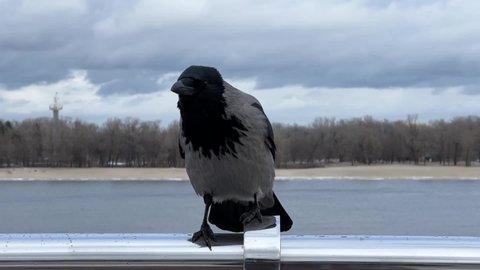 The crow bird croaks anxiously on river bank.