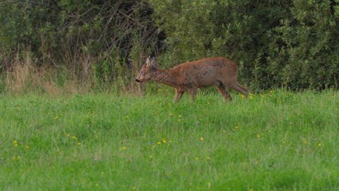 Roe Deer, Capreolus Capreolus, Doe Feeding and Looking Around on Meadow. Wild Animal Roe Deer With Orange Fur Grazing on Hay Field Summer Nature. Wild Little Fawn in Nature. Cute Funny Fawn in Grass.