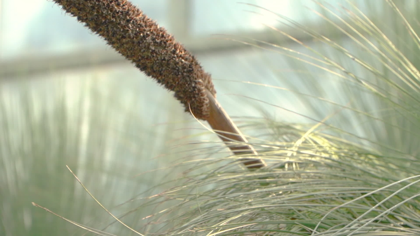 Xanthorrhoea johnsonii, Australian tree in the botanical garden