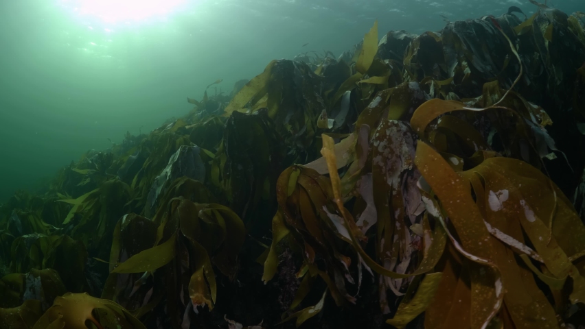 waving kelp at the coast of Norway Royalty-Free Stock Footage #1087031219