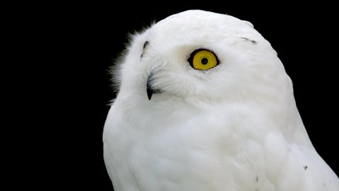 Portrait of a young snow owl