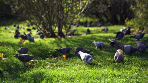 Vienna, Austria -Circa November 2019: Flock of pigeon searching for food during daytime. Selective focus