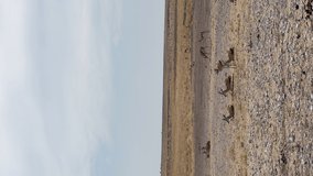 Vertical video. Springbok antelope in the wild. Safari in Africa, African savannah. Wildlife, animals. Etosha national park in Namibia.