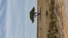 Vertical video. Springbok antelope in the wild under tree in shadow. Safari in Africa, African savannah. Wildlife, animals. Etosha national park in Namibia. Herd of zebras.