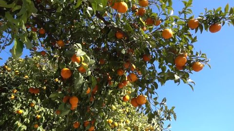 Citrus sinensis (Sweet Orange Group), includes commonly cultivated sweet oranges, including blood oranges and navel oranges.
