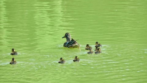 Duck with small ducklings floats on green water.