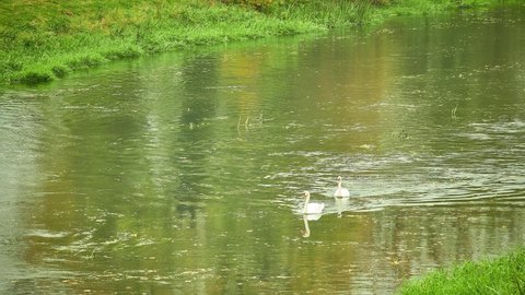 Two white swans floating on a calm small river against the background of autumnal nature.
