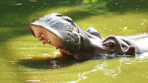 Funny hippo opens its mouth in slow motion. Wildlife hypopotamus footage.	