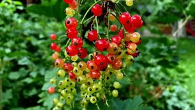 Ripening red currants. Beginning of summer, harvest season. Natural fruit background. Home gardening, home food