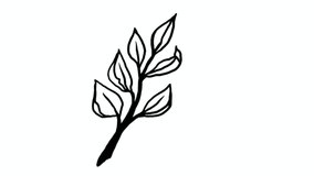 Hand drawn doodle branch animation. Video nature, foliage on white background