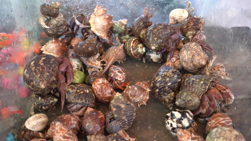 Hermit crabs are decapod crustaceans of the superfamily Paguroidea. An asymmetrical-bellied species that hides in the empty shell of a sea slug that this animal carries.