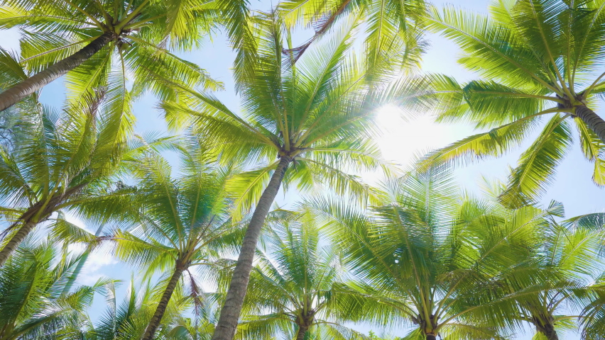 The best Coconut palm trees bottom top view sun shining through branches sky sunny Brazil. Palm trees row grove Low angle shot. Looking up dolly POV passing under sun. 