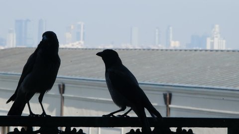 two ravens stand on the window sills. a crow has bait in its mouth. selective focus on the birds
