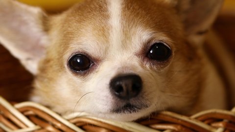 Chihuahua dog sits in a basket on a yellow background