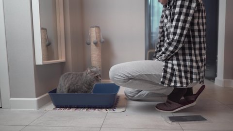 Cat hygiene theme and pet litter box at home. A mature woman is working on a closed toilet with a gray Scottish straight cat. Owner cat installs hooded litter box with hinged door.