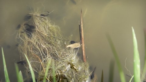 Tadpoles swimming in dirty water scene stock footage