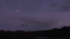 Moon in the sky with birds flying in large flock starling murmuration England UK 4K - Powered by Shutterstock - Get 15% off with code: PIKWIZARD15