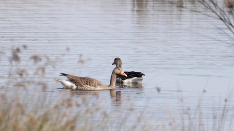 Greylag goose (Anser anser) in mating process.
