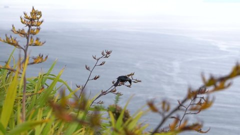 Tui bird collects nectar and admires the spectacular ocean view