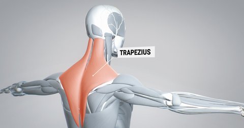 musculus trapezius, detailed display of muscles, human muscular system, 3D animation of human anatomy, 3D render