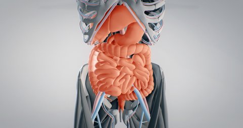 Abdominal organs, 3D animation of human anatomy, 3D render