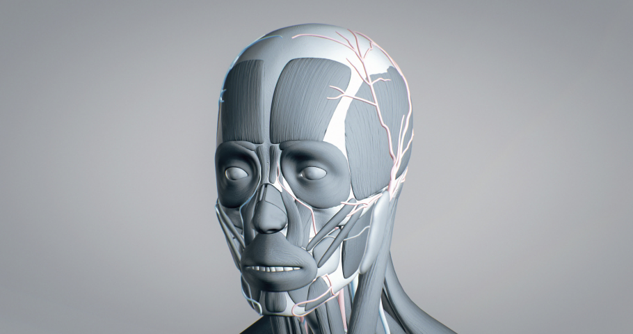 All muscles of the face, detailed display of face muscles, human muscular system, 3D animation of human anatomy, 3D render Royalty-Free Stock Footage #1087053674
