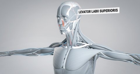 Anatomy of the head and face, levator labii superioris, detailed display of muscles, human muscular system, 3D animation of human anatomy, 3D render