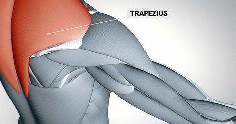 trapezius muscle, spine, detailed display of muscles, human muscular system, 3D animation of human anatomy, 3D render