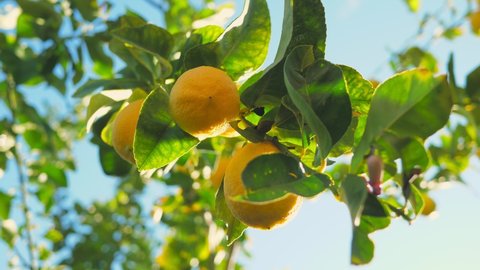 Citrus lemon juice tree branch fresh yellow garden green