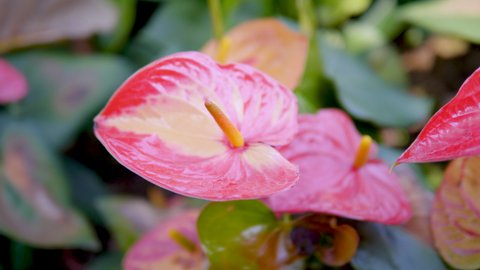 Anthurium is a red heart-shaped flower.Anthurium or known as tailflower, flamingo flower, laceleaf.Anthuriums have come to symbolize hospitality.
