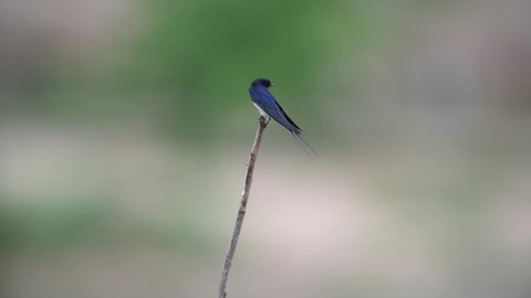 A swallow stands on a branch and rests by the canal. Swallows in their natural habitat.