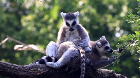 lemur catta with baby in her arms 

