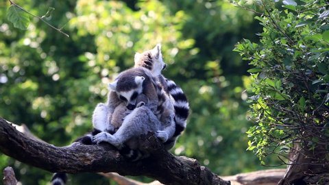 lemur catta cuddles with her baby
