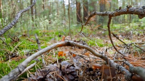 Pile of dry sticks on fir needles on green grass ground in forest slow motion. Probe lens shot of autumn nature in wood extreme close view